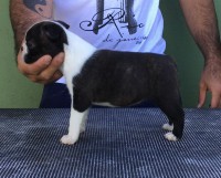 FLECHA M. V. BARUN SALLENROD